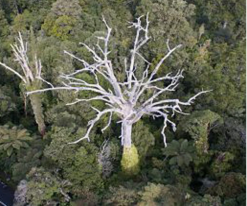 Kauri Dieback Disease and Protecting Our Natural Heritage Remuera