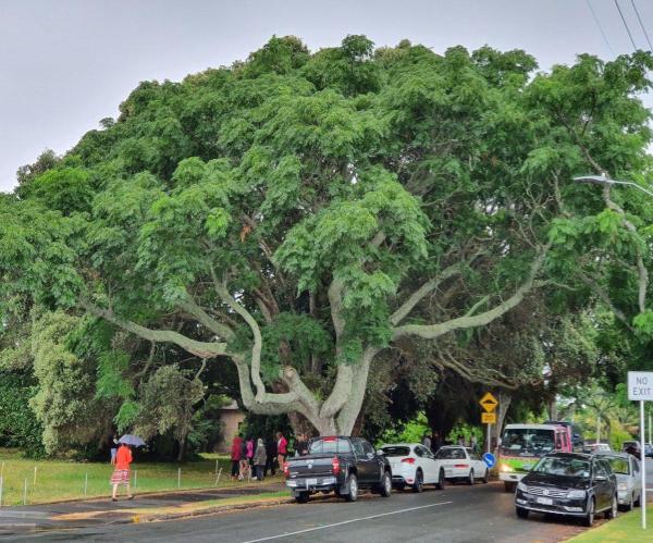 Planning Committee Agrees to Schedule More Notable Trees